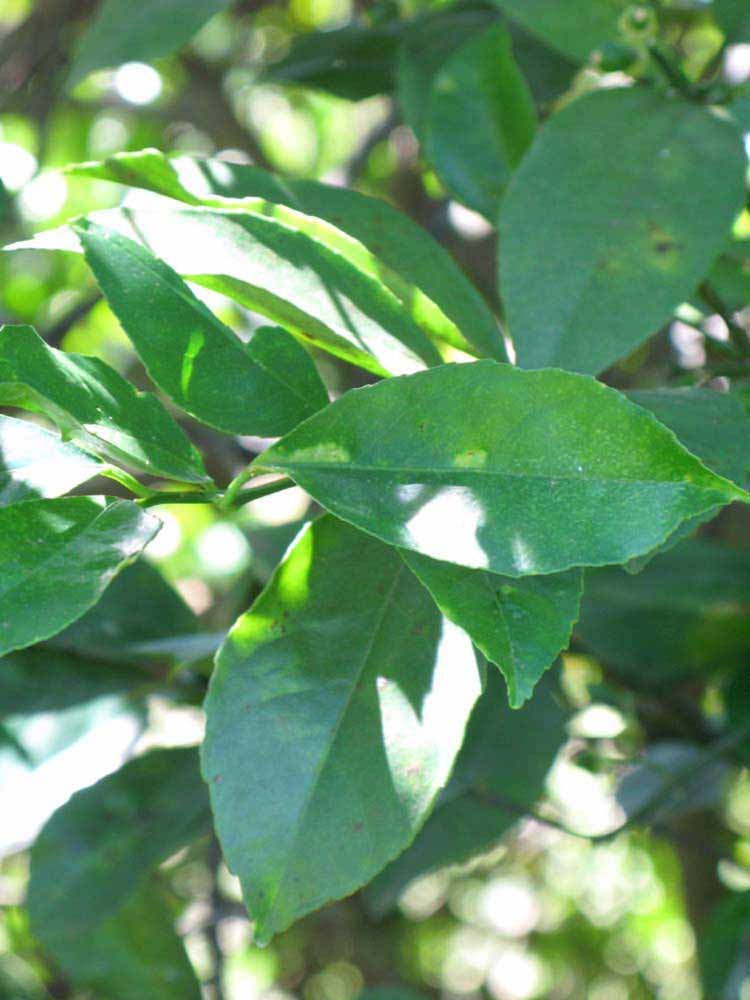              Shade leaves (Winter Haven, FL)       